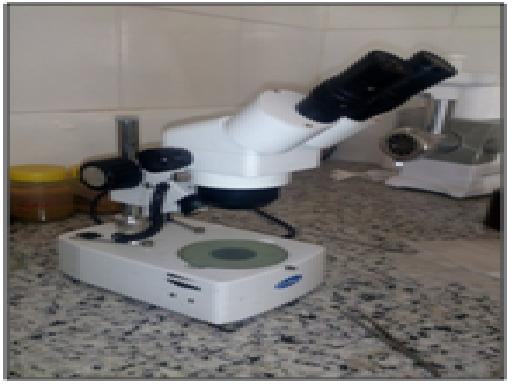 microscop.JPG